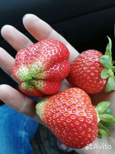 Рассада клубники