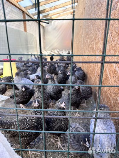 Цыплята доминанты