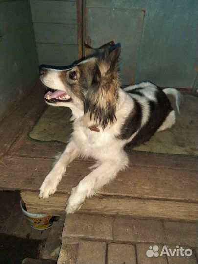 Собака в добрые руки