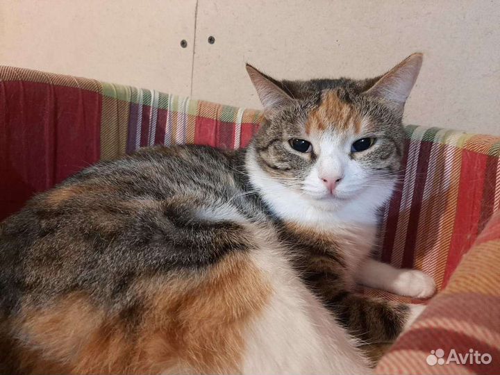 Варька ищет дом, стерилизована