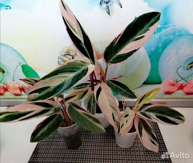 Строманта Триколор