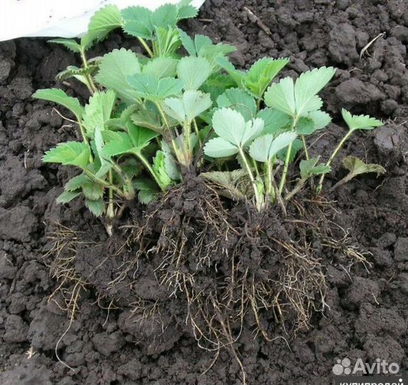 Клубника сортовая рассада