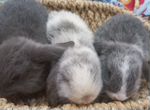 Декоративные кролики минилопы вислоухие