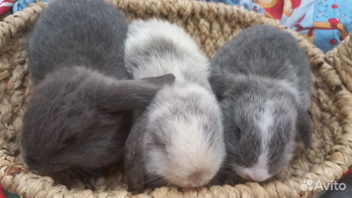 Декоративные кролики минилопы вислоухие