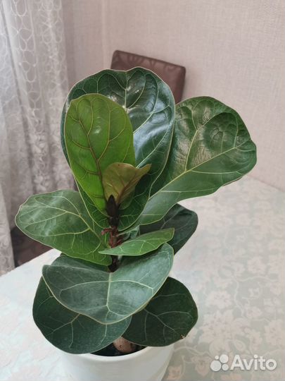 Фикус лировидный