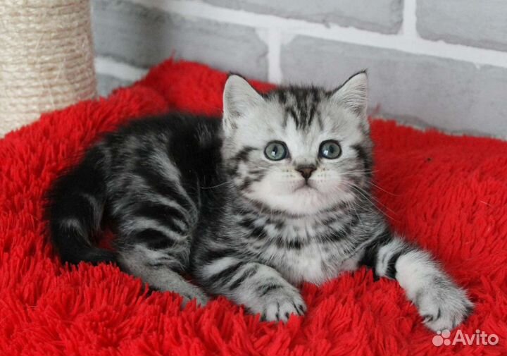 Шотландские котята