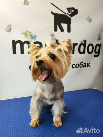 Стрижка собак (с выездом)