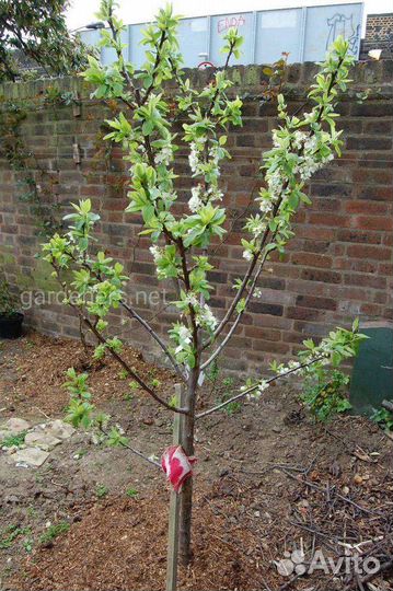 Саженцы Шарафуги Вельвет