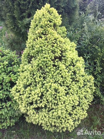 Декоративные растения для Вашего Сада, продаем