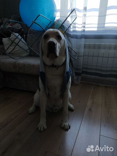 Куртка для собак средних пород