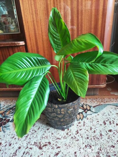 Спатифиллум