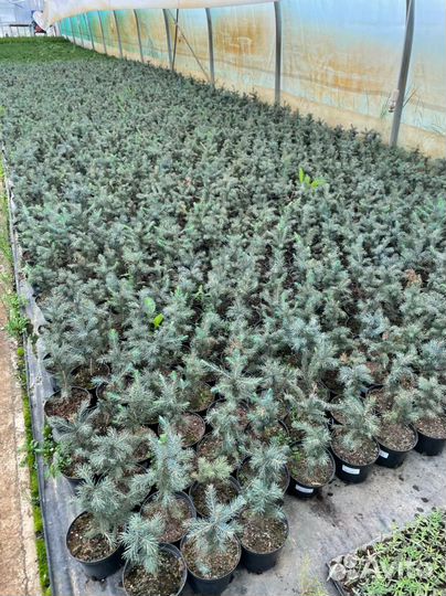 Подкормка для хвойных растений и деревьев 50 л