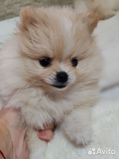 Померанский шпиц тип мишка мини