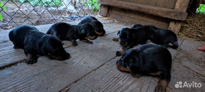 Щенки ягдтерьера