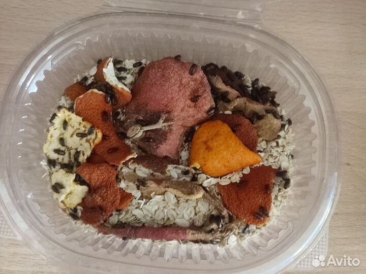 Жук знахарь и его личинки