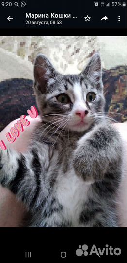Кошки