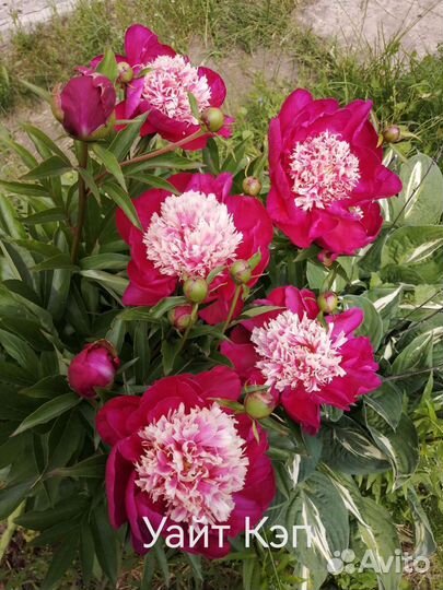 Пионы для посадки