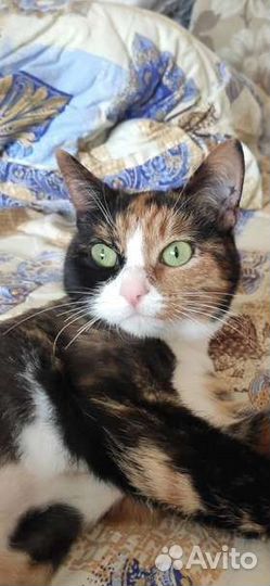 Хорошая кошка