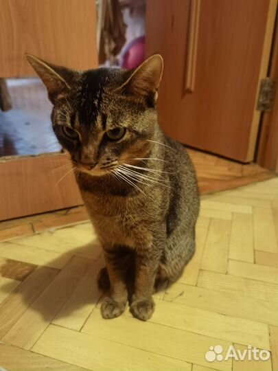 Абиссинский кот