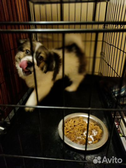 Пушистый щенок