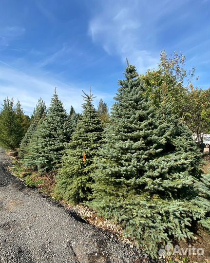 Ель Голубая Глаука 305 см