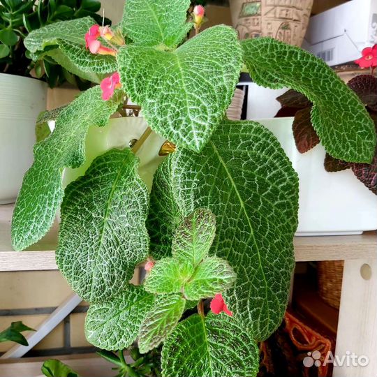 Комнатные растения