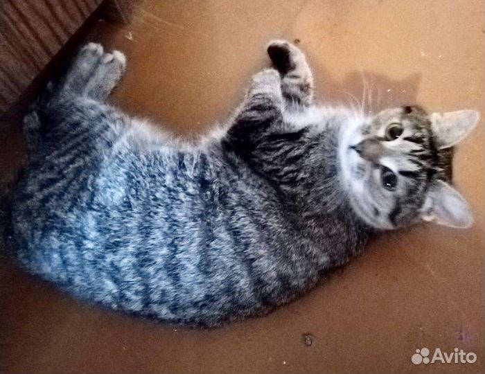 Отдам бесплатно
