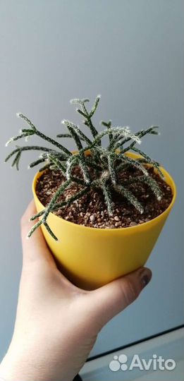 Кактусы и суккуленты