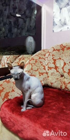 Донской сфинкс вязка