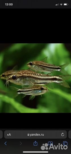 Продам разных коридорасов и севелию разлинованную