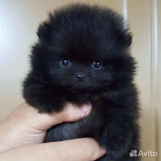 Шпиц супер мишка мини