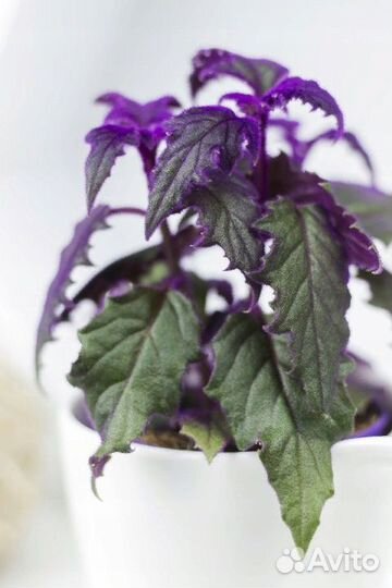 Продам комнатные растения