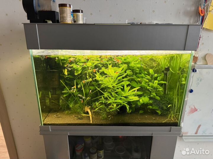 Аквариум 100л с тумбой, рыбками и аппаратурой