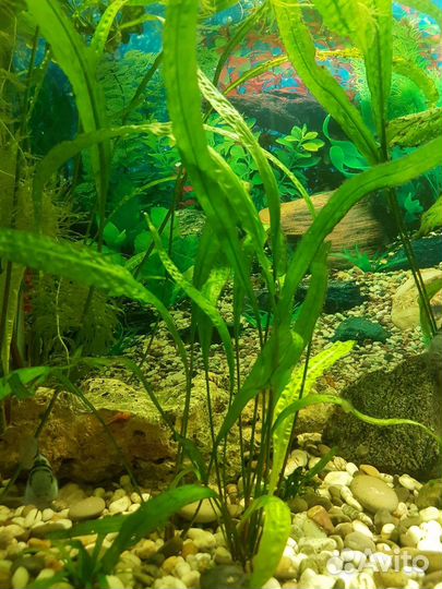 Растения аквариумные. Замок. Рыбки