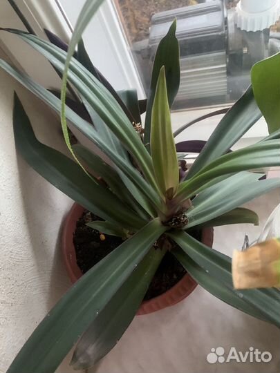 Рэо ладья моисея