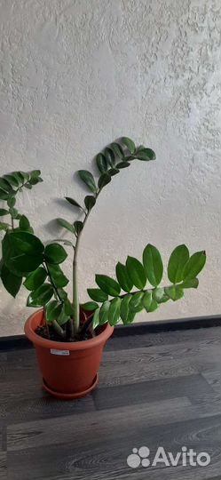 Замиокулькас