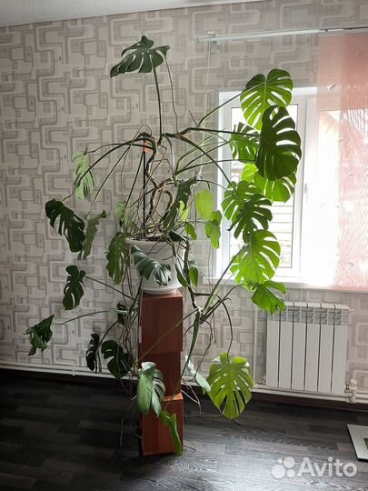 Сансевиерия