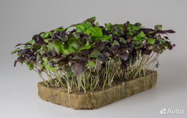 Лотки, агровата и семена: все для микрозелени