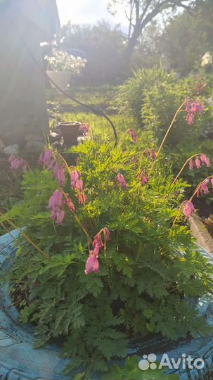 Очиток, дицентра(разбитое сердце)