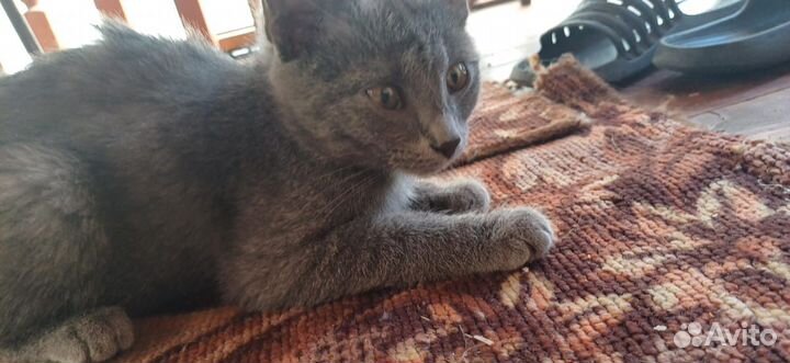 Котенок