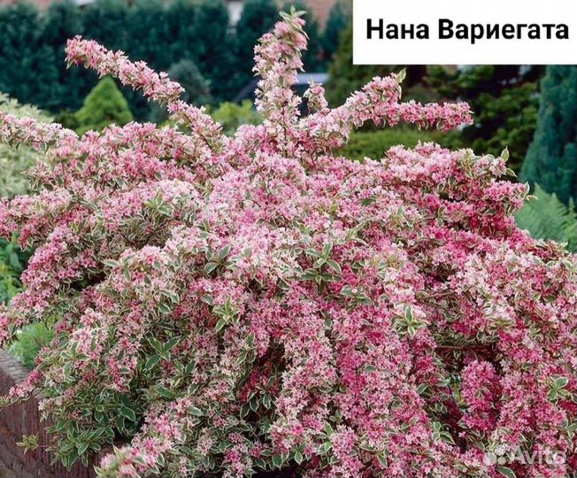 Вейгела Нана Вариегата