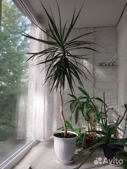 Пальма драцена 140 см