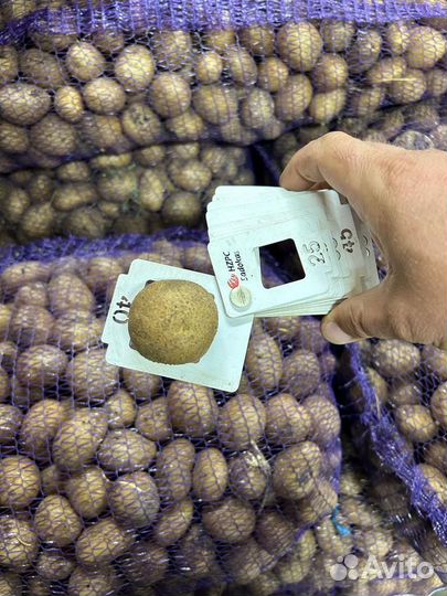 Продам продовольственный картофель