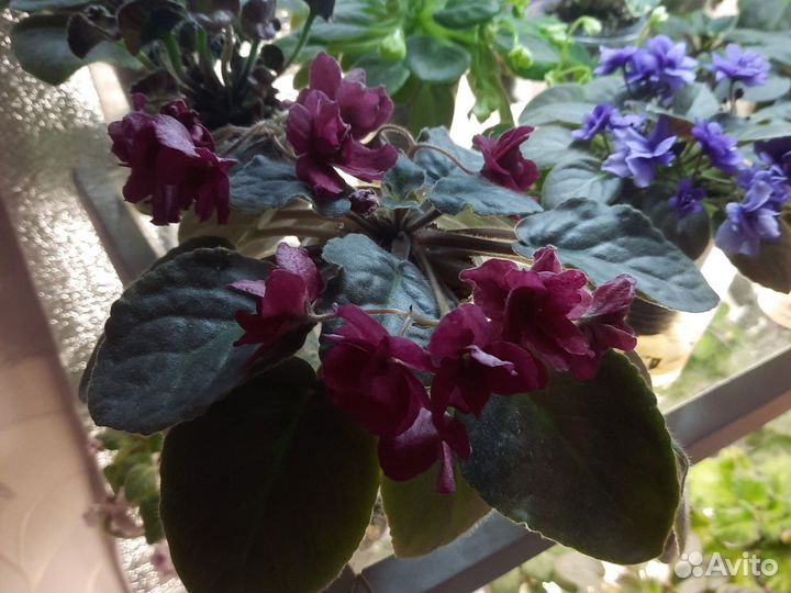 Фиалки цветущие