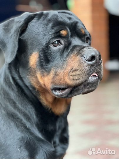 Вязка ротвейлера