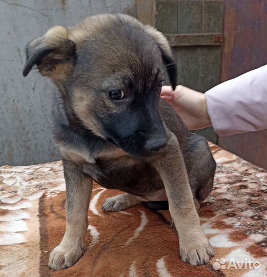 Щенок в добрые руки
