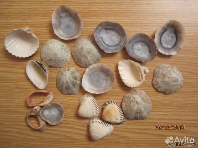 Морские раковины и подставка для аквариума