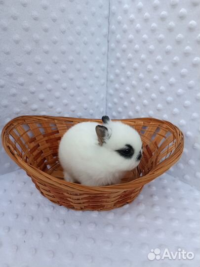 Много разных кроликов.Доставка