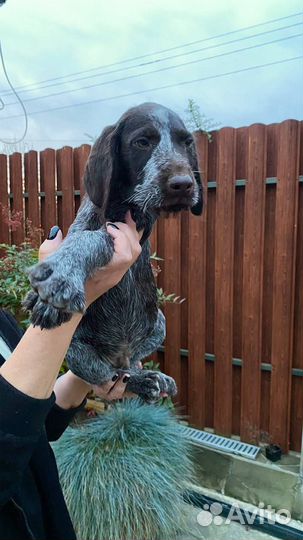 Щенки дратхаара