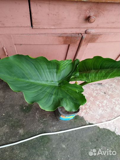 Калла домашняя